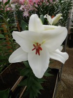 [3513 PO29 Monroe No02.JPG]